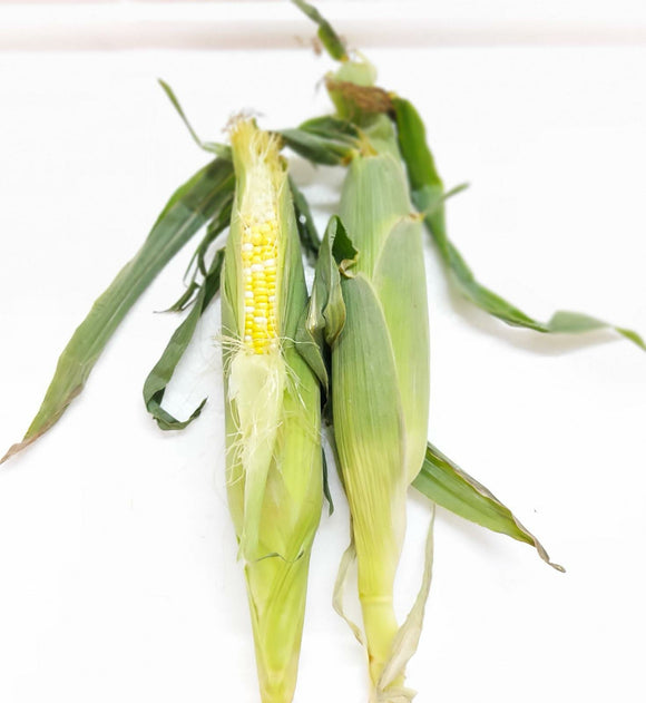 Bi-color Corn  玉米 [2pcs]